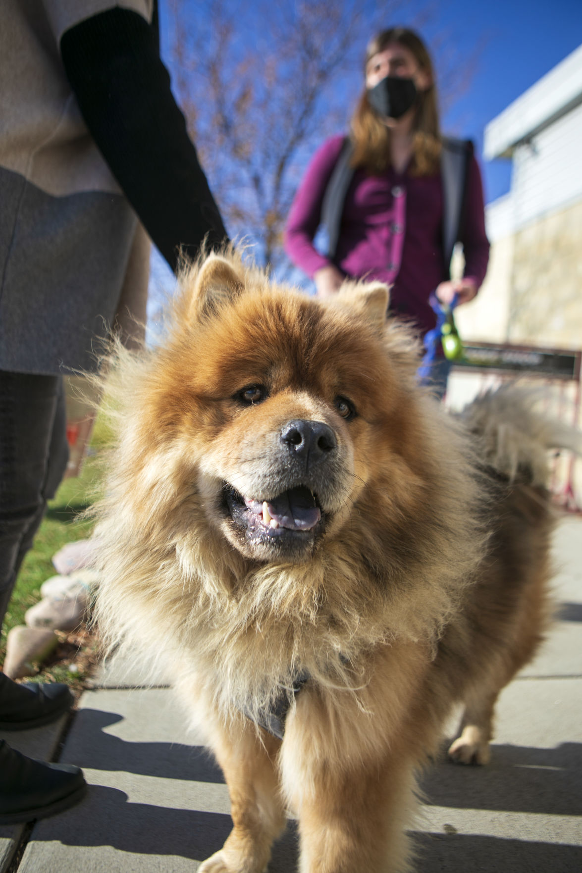 Leo the dog reunion